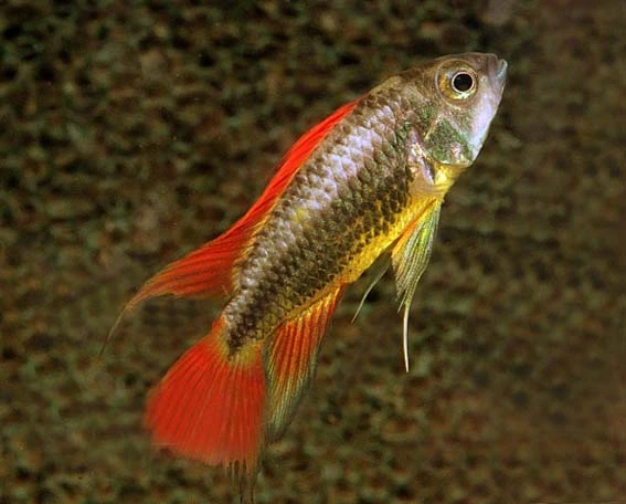 Apistogramma cacatuoides orange
